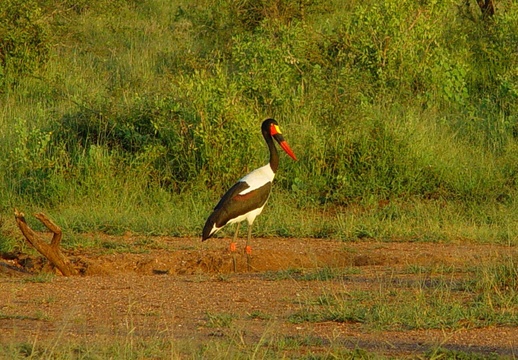 African Safari by S.D.C.